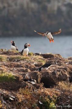 My day with puffins in Elliston, Newfoundland