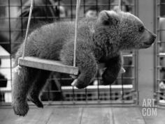 Princess Anne's Bear on His Swing