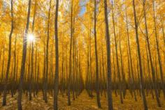 
                        
                            Halls of Gold by Majeed Badizadegan on 500px
                        
                    