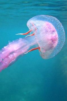 Ease a Jellyfish's Sting The vast majority of jellyfish stings aren't harmful—but even so, the pain can put a damper on your day at the beach. Dr. Oz has a fast-relief remedy: Fill a bucket with vinegar and soak the affected area for 15 to 30 minutes; the acetic acid in the vinegar stops the tiny darts that a jellyfish injects into your skin from releasing more venom.