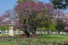 Jardin des Tuileries  onlypassionatecur...