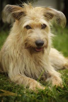 Oh my goodness! I LOVE this face and those precious EARS!❤️