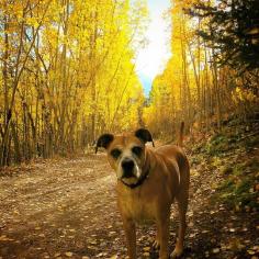 Looking to take a fall getaway with your fur baby? These hotels will go out of their way to make Fido feel at home. Photo courtesy of chantaldenise21 on Instagram.