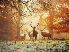 Four Red Deer, Cervus Elaphus, in the Forest in Autumn