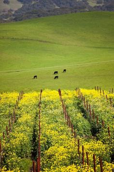 In the Carneros winegrowing region, which straddles Napa and Sonoma counties.