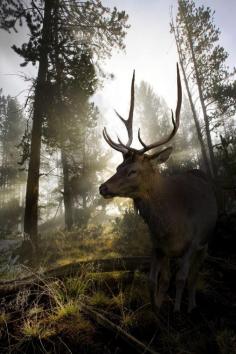 
                        
                            Yellowstone NP, Wyoming David Hobcote
                        
                    