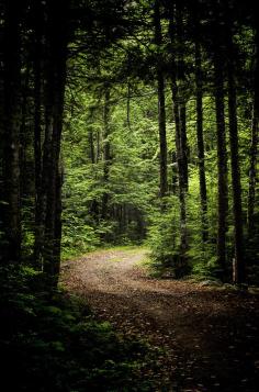 SI - June 20, 2013; Trail; Peaks-Kelly State Park; Dover-Foxcroft, Maine (by Jody Roberts)