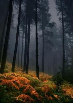 ✯ Ferns - The Enchanted Wood