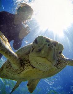 
                        
                            Great Barrier Reef, Queensland, Australia
                        
                    