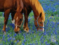 Horses Grazing Among Bluebonnets