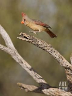 Pyrrhuloxia (Cardinalis Sinuatus) Female Landing on a Dead Cactus Branch, Sonoran Desert, Arizona