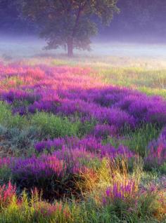 
                        
                            Loosestrife, Troy Meadows, New Jersey
                        
                    