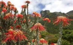 
                        
                            Best of the long-haul gardens to visit this year. Leucospermum Reflexum, Kirstenbosch, SOUTH AFRICA.
                        
                    