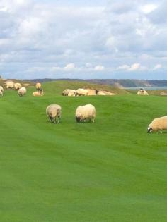 Kohler Food & Wine and Whistling Straits