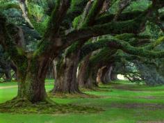 Oak Alley Plantation, Louisiana