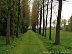 A path found in tranquil Nyendrode (The Netherlands). To me it symbolises a journey, trees shepard us like friends and family in support of new ventures and a straight passage emptied of obstacles utimately finds us at its end, and at our destination.