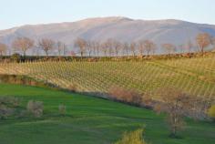 
                        
                            Want to see THIS view from your hotel room? Then stay at an agriturismo! Click the photo to find out what that means—and how to do it.
                        
                    