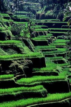 
                    
                        Terraced rice fields - Tegalalang, Bali, Indonesia
                    
                