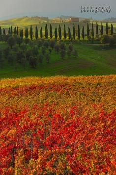 
                    
                        Autumn In Tuscany Kevin McNeal
                    
                