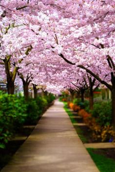 Cherry Blossom - Canada