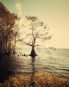 Tree in the everglades by Photogenic Gallery