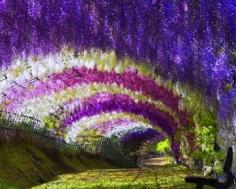 
                    
                        Kawachi wisteria garden, (kitakyusyu,JAPAN)
                    
                