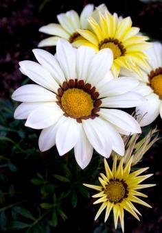 
                        
                            Gazanias
                        
                    