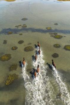 
                        
                            Wild Horses
                        
                    