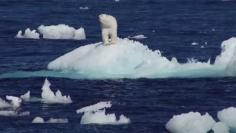 
                        
                            Created for Lindblad Expeditions, this short film shows life aboard the National Geographic Explorer, where guests experience extraordinary close-up polar bear sightings and learn from naturalists about this rare animal’s changing habitat and uncertain future.
                        
                    