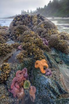 
                    
                        Low tide, California Coast
                    
                