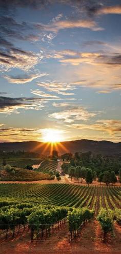 Sunset Vineyard in Santa Maria, California • photo CentralCoastLIVE! on Flickr