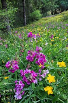 
                    
                        Wild California Sweet Peas
                    
                