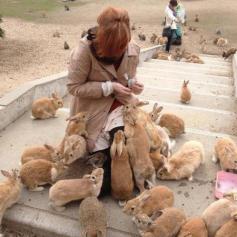 
                    
                        pulau kelinci  Okunoshima
                    
                