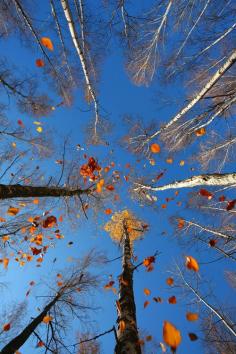 
                    
                        atraversso: “ Leaf Fall  by Vadim Trunov ”
                    
                