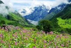 
                        
                            Mountain and Herbs in Nepal
                        
                    