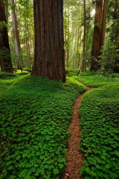 
                    
                        wanderthewood:  Humboldt Redwoods State Park, California by danielpivnick
                    
                