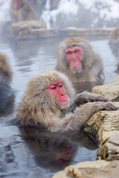 
                    
                        Jigokudani Monkey Park, Nagano, Japan
                    
                