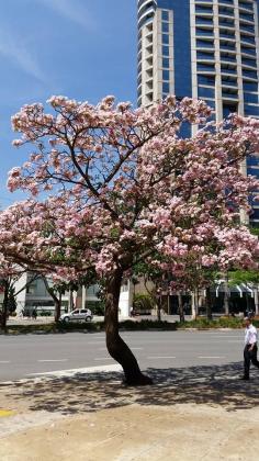 
                    
                        Spring time Sao Paulo
                    
                