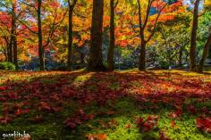 
                    
                        Autumn leaves with fallen colored leaves at Shozan Garden, Takagamine, Kyoto, Japan.
                    
                