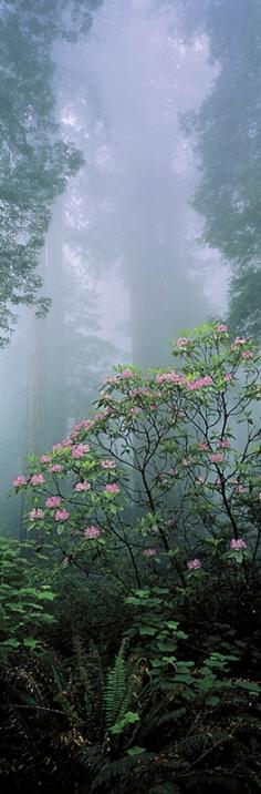 
                    
                        Mist on Redwood National Park, California, United States.
                    
                