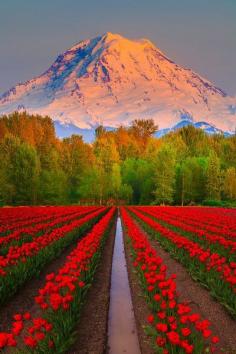 
                        
                            Tulip fields
                        
                    