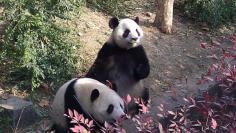 Our Day as Panda Keepers in Chengdu, China