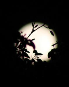 
                    
                        the moon behind pear tree branches at night
                    
                