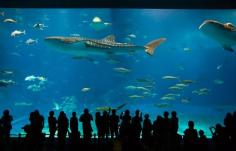 
                    
                        The Okinawa Churaumi Aquarium in Okinawa, Japan | Community Post: 22 Destinations Science Nerds Need To See Before They Die
                    
                