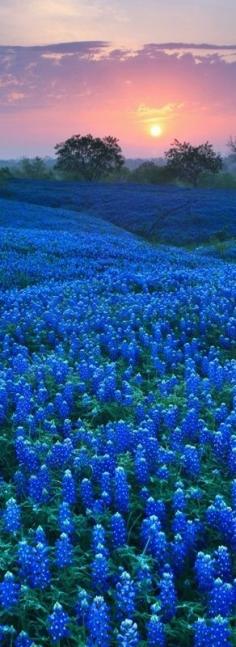 
                    
                        Blue Bonnet Field in Texas
                    
                