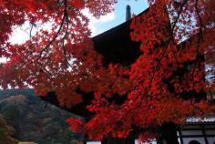 Koyo colors at Yoshimine-dera Temple