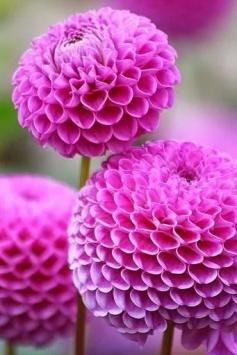 
                        
                            Dahlia boule
                        
                    