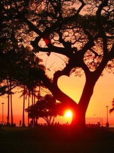 
                    
                        Love tree.
                    
                