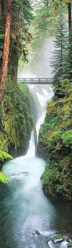 
                    
                        Olympic National Forest, Washington
                    
                