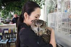 
                        
                            oh my god. owl cafes in japan!
                        
                    